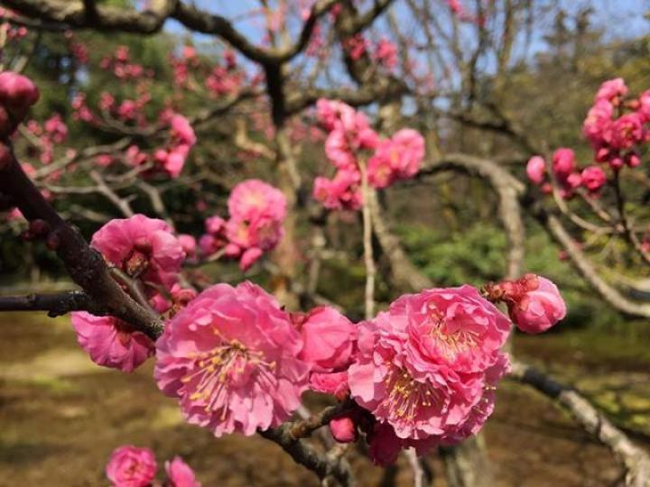 ■兼六園的「梅林」,暗香浮動。 作者提供圖片 ■兼六園的「梅林」,暗香浮動。 作者提供圖片
