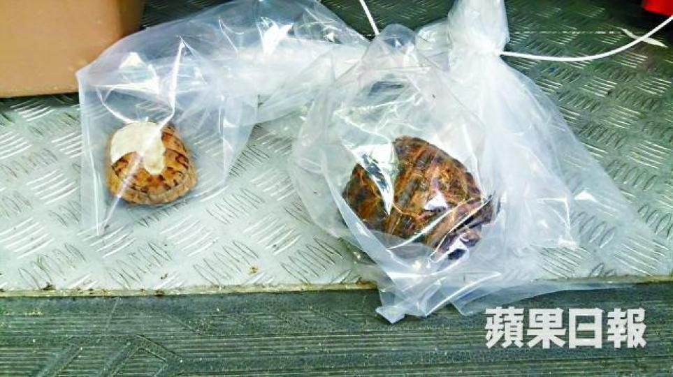 ■兩龜變乾屍,相信已死去多時。 ■兩龜變乾屍,相信已死去多時。