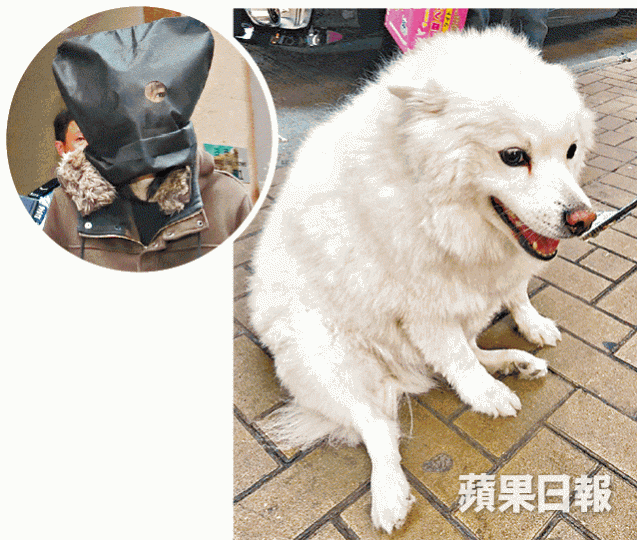 ■銀狐犬「小白」疑遭被告何子鈞(圓圖)從天台掟下殺死。資料圖片 ■銀狐犬「小白」疑遭被告何子鈞(圓圖)從天台掟下殺死。資料圖片