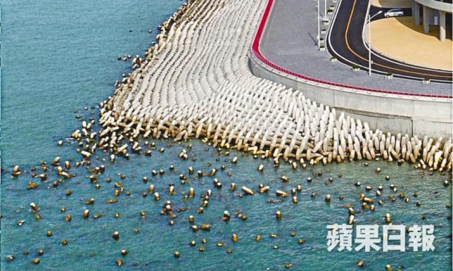 ■港珠澳大橋人工島於今年4月有大量弱波石漂散海面。 ■港珠澳大橋人工島於今年4月有大量弱波石漂散海面。