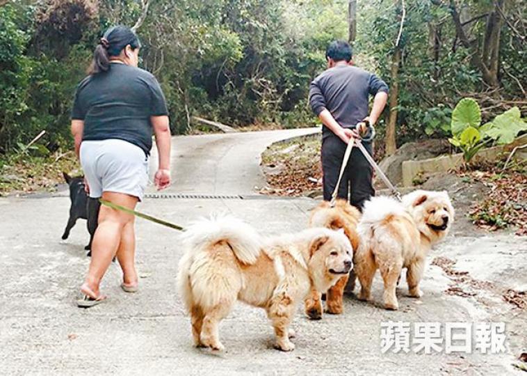 ■涉事獨立屋傭工拖着4隻狗散步,其中3頭貌似鬆獅,均無戴口罩。阮斌攝受害狗隻主人Okka ■涉事獨立屋傭工拖着4隻狗散步,其中3頭貌似鬆獅,均無戴口罩。阮斌攝受害狗隻主人Okka
