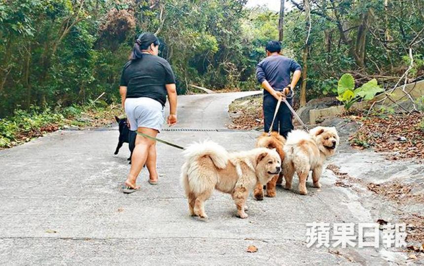 ■狗主崔女士的外傭帶狗時,曾被發現狗無戴口罩。狗主崔女士 ■狗主崔女士的外傭帶狗時,曾被發現狗無戴口罩。狗主崔女士