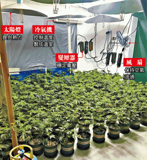 ■破獲的大麻種植場內裝有多盞太陽燈及冷氣機等。警方提供圖片■其中一名涉種植大麻男子被捕。■警員將種植大麻用的太陽燈帶署。 ■破獲的大麻種植場內裝有多盞太陽燈及冷氣機等。警方提供圖片■其中一名涉種植大麻男子被捕。■警員將種植大麻用的太陽燈帶署。