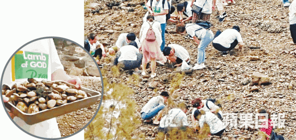 ■大批內地教友前日到烏溪沙掘蜆,身穿「Lamb of GOD」上衣男子更用鐵盤載走(圓圖)。 ■大批內地教友前日到烏溪沙掘蜆,身穿「Lamb of GOD」上衣男子更用鐵盤載走(圓圖)。