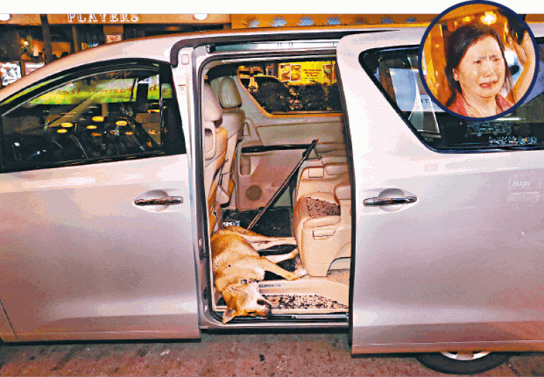 ■唐狗昨從高處墮下,插穿七人車天窗跌入車廂當場死亡;主人聞訊哭崩(圓圖)。 ■唐狗昨從高處墮下,插穿七人車天窗跌入車廂當場死亡;主人聞訊哭崩(圓圖)。