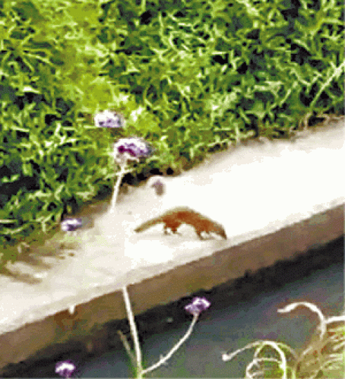 ■一隻紅頰獴在元朗明渠來回亂跑,吸引巿民圍觀。■西貢沙角尾村綠化帶曾發現紅頰獴蹤迹。資料圖片 ■一隻紅頰獴在元朗明渠來回亂跑,吸引巿民圍觀。■西貢沙角尾村綠化帶曾發現紅頰獴蹤迹。資料圖片