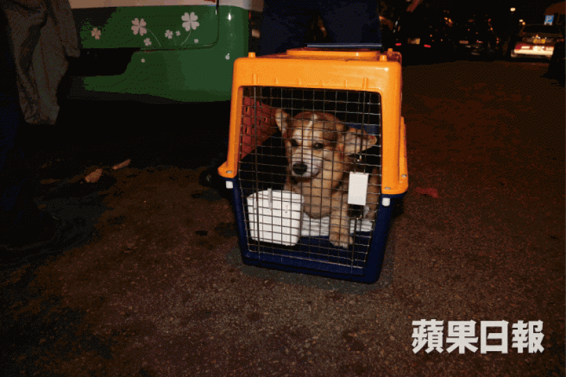 ■涉事哥基犬約6歲,雄性,是狗主一家於4年前由美國購入。 ■涉事哥基犬約6歲,雄性,是狗主一家於4年前由美國購入。