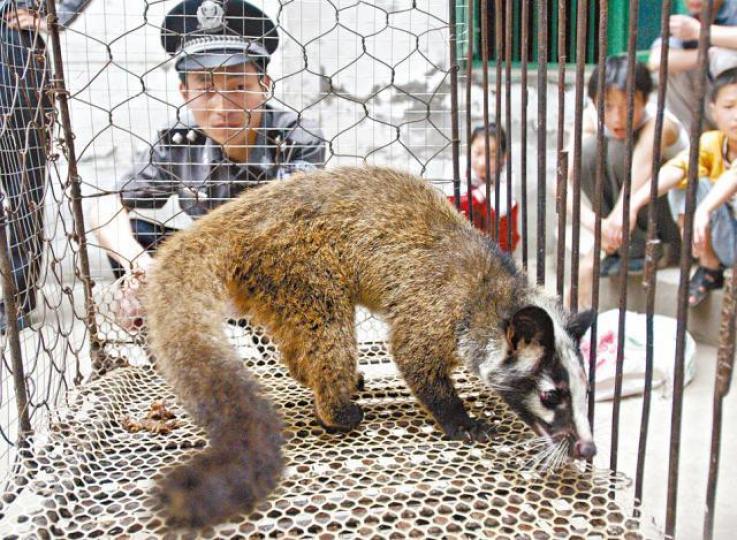 ■果子狸一度被誤當沙士宿主。