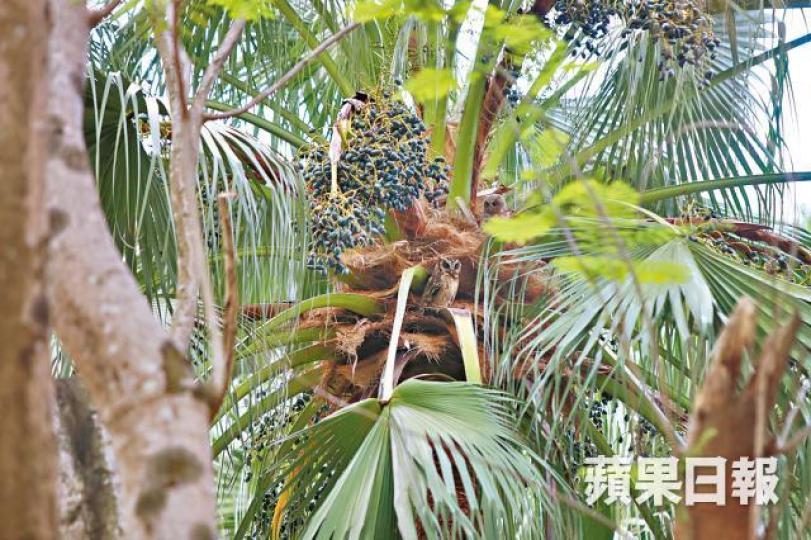 ■貓頭鷹父母在近樹頂位置視察子女們情況。 ■貓頭鷹父母在近樹頂位置視察子女們情況。