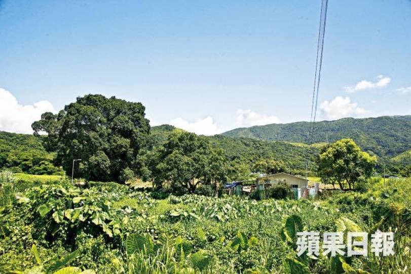 ■香港現有約38萬間寮屋,部份為豬欄或雞舍,不可作居住用途。資料圖片 ■香港現有約38萬間寮屋,部份為豬欄或雞舍,不可作居住用途。資料圖片