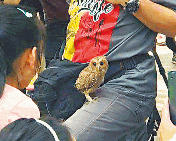 ■貓頭鷹不怕人,有時更飛到市民身上。互聯網■棲身慈雲山公園的貓頭鷹因近日屢受滋擾,已移居到附近另一棵樹上。劉漢權攝■有人用電筒直接照向鳥巢,遭街坊指摘。 ■貓頭鷹不怕人,有時更飛到市民身上。互聯網■棲身慈雲山公園的貓頭鷹因近日屢受滋擾,已移居到附近另一棵樹上。劉漢權攝■有人用電筒直接照向鳥巢,遭街坊指摘。