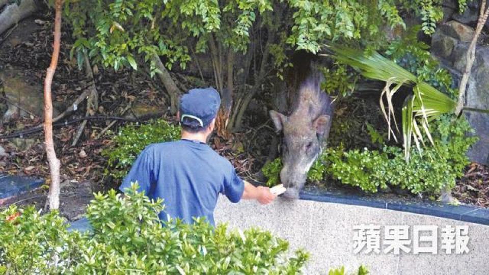 ■漁護署人員昨日封鎖現場,用麵包誘捕野豬。胡恩宏攝■野豬在花槽睡覺,引來街坊圍觀。 ■漁護署人員昨日封鎖現場,用麵包誘捕野豬。胡恩宏攝■野豬在花槽睡覺,引來街坊圍觀。