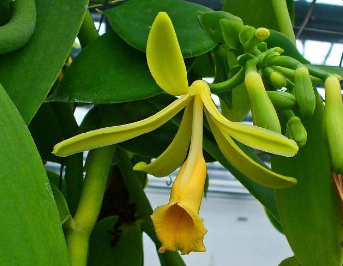 ■香莢蘭需要特定蜜蜂才可授粉。互聯網 ■香莢蘭需要特定蜜蜂才可授粉。互聯網