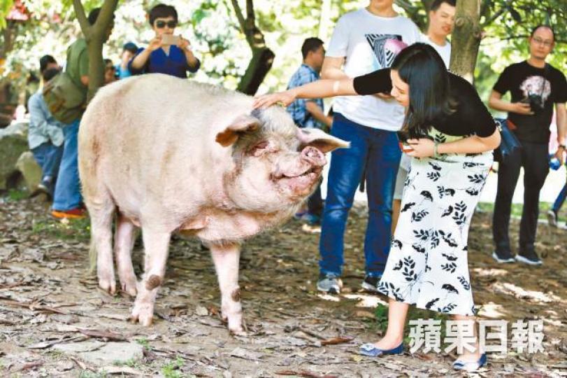 ■遊客劉小姐撫摸豬堅強後合照稱:「牠還很堅強。」王子俊攝■豬堅強返回家倒頭便睡,對遊客的吆喝充耳不聞。王子俊攝■十年前豬堅強被困廢墟下36天才被救出。 ■遊客劉小姐撫摸豬堅強後合照稱:「牠還很堅強。」王子俊攝■豬堅強返回家倒頭便睡,對遊客的吆喝充耳不聞。王子俊攝■十年前豬堅強被困廢墟下36天才被救出。