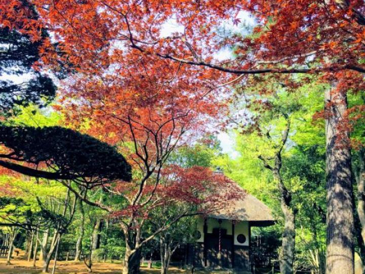 ■明明是4月天,平林寺內卻紅葉處處。作者提供圖片■櫻草的珍貴之處在於其整個生長過程都是純粹的天然的。作者提供圖片 ■明明是4月天,平林寺內卻紅葉處處。作者提供圖片■櫻草的珍貴之處在於其整個生長過程都是純粹的天然的。作者提供圖片