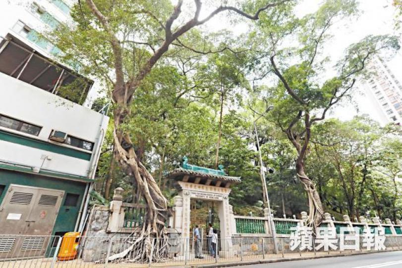■港大鄧志昂樓外前兩棵細葉榕被指結構不穩定,有倒塌風險。李家皓攝■般咸道石牆樹於2015年被斬去,現時已經重新長出樹木。■其中一棵細葉榕的樹洞出現明顯腐爛。 ■港大鄧志昂樓外前兩棵細葉榕被指結構不穩定,有倒塌風險。李家皓攝■般咸道石牆樹於2015年被斬去,現時已經重新長出樹木。■其中一棵細葉榕的樹洞出現明顯腐爛。