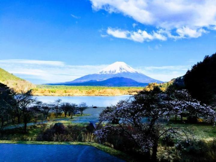 ■在精進湖湖邊的家庭式溫泉旅館,富士山無處不在。作者提供圖片■日本人認為,將開未開的櫻花才是最美的。作者提供圖片 ■在精進湖湖邊的家庭式溫泉旅館,富士山無處不在。作者提供圖片■日本人認為,將開未開的櫻花才是最美的。作者提供圖片