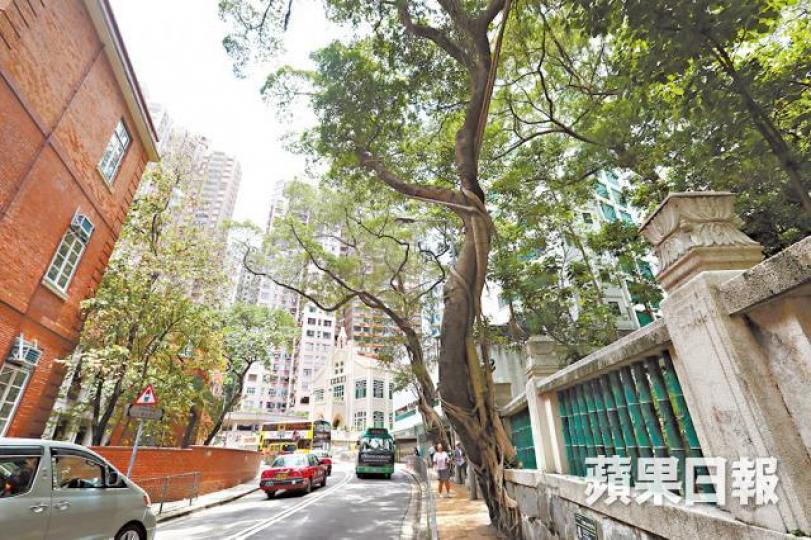 ■地政總署昨稱港大外榕樹已嚴重傾斜及腐爛,必須移除。 ■地政總署昨稱港大外榕樹已嚴重傾斜及腐爛,必須移除。