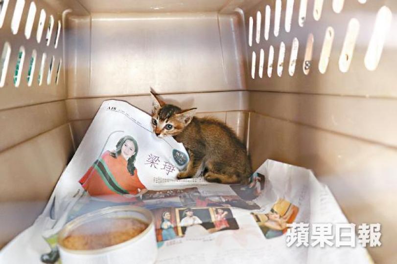 【深水埗墮樓小貓】■跌落街受傷的一隻雄性小花貓由愛協人員帶走。文兆麟攝【觀塘高空飛龜】■愛協人員證實陸龜傷重不治。【旺角撞牆鳥】■雀鳥撞麻雀館外牆後倒在地上不能動彈。讀者提供圖片 【深水埗墮樓小貓】■跌落街受傷的一隻雄性小花貓由愛協人員帶走。文兆麟攝【觀塘高空飛龜】■愛協人員證實陸龜傷重不治。【旺角撞牆鳥】■雀鳥撞麻雀館外牆後倒在地上不能動彈。讀者提供圖片