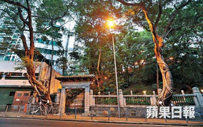 ■兩棵被指有倒塌危機的細葉榕有逾80年歷史。 ■兩棵被指有倒塌危機的細葉榕有逾80年歷史。