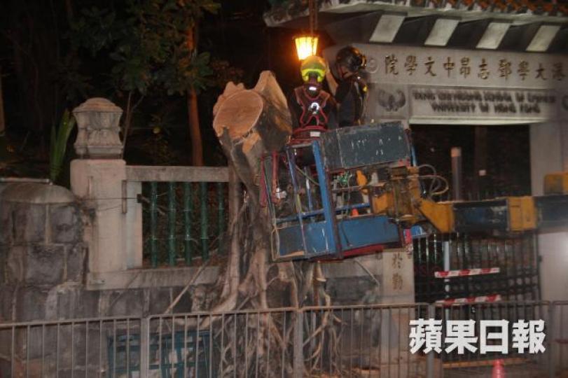 ■其中一棵榕樹(T1)已被斬剩樹幹底部。 ■其中一棵榕樹(T1)已被斬剩樹幹底部。