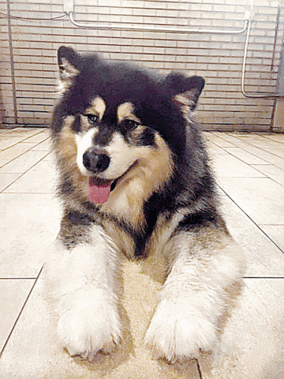 ■阿拉斯加雪橇犬疑吃下被擲的食物後腹瀉。■有狗主投訴,其單位平台遭擲下蒜頭(左圖)、牛奶(右圖)等。 ■阿拉斯加雪橇犬疑吃下被擲的食物後腹瀉。■有狗主投訴,其單位平台遭擲下蒜頭(左圖)、牛奶(右圖)等。