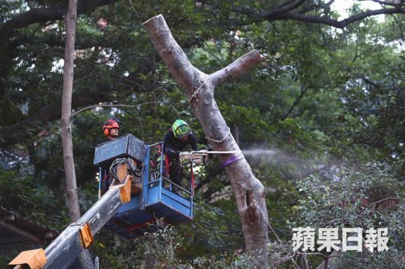 ■樹木辦被指三年前無視專家提出保護港大鄧志昂樓外細葉榕的意見,早前卻倉卒決定斬樹。 ■樹木辦被指三年前無視專家提出保護港大鄧志昂樓外細葉榕的意見,早前卻倉卒決定斬樹。