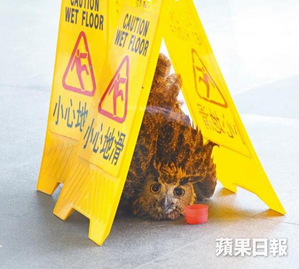 ■受傷貓頭鷹伏卧在赤柱體育館外的地面,職員以告示牌遮掩保護。胡恩宏攝■貓頭鷹(箭嘴示)吸引不少人圍觀。 ■受傷貓頭鷹伏卧在赤柱體育館外的地面,職員以告示牌遮掩保護。胡恩宏攝■貓頭鷹(箭嘴示)吸引不少人圍觀。