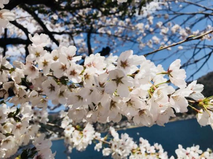 ■河口湖湖邊的櫻花接近滿開。作者提供圖片