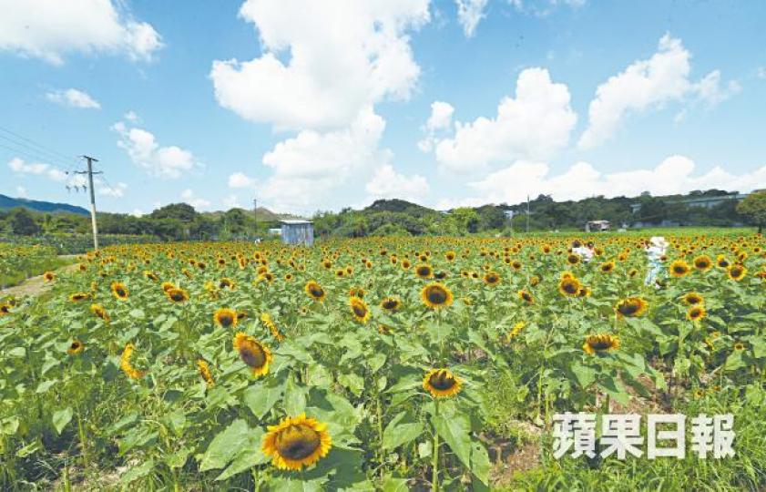 ■酷熱天氣早來,造就了新田向日葵花海盛放。張志華攝■園主說向日葵「越熱越嬌」,預計整個夏季先後有九萬棵綻放。■酷熱天氣下,大批市民前往泳灘消暑。 ■酷熱天氣早來,造就了新田向日葵花海盛放。張志華攝■園主說向日葵「越熱越嬌」,預計整個夏季先後有九萬棵綻放。■酷熱天氣下,大批市民前往泳灘消暑。