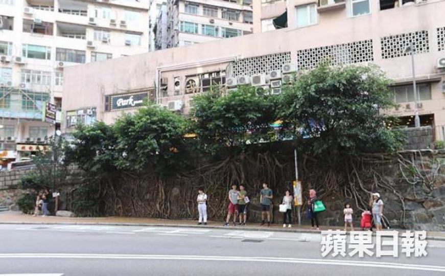 ■大樹可遮蔭,但在保護公眾安全和樹木的社區價值之間,決策者要怎樣作出抉擇? 資料圖片 ■大樹可遮蔭,但在保護公眾安全和樹木的社區價值之間,決策者要怎樣作出抉擇? 資料圖片