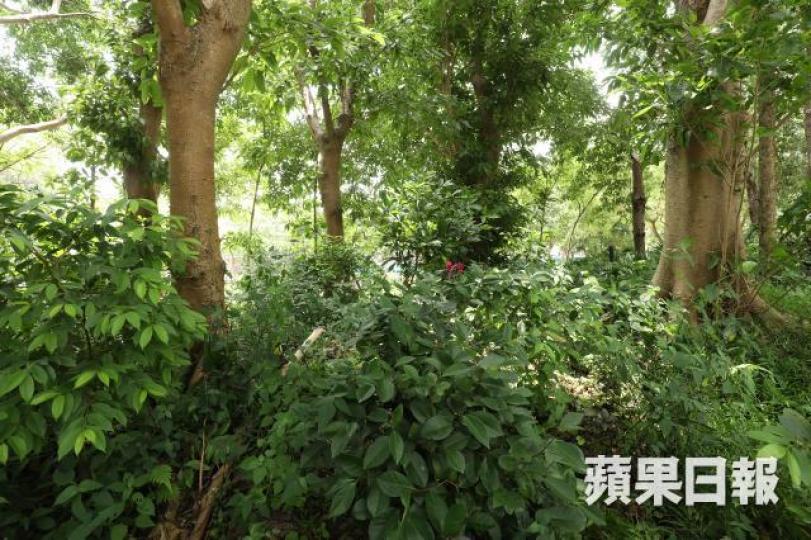 ■筆者指出育兒如種樹,家長多年埋頭苦幹有成果後,若不懂欣賞他們的美麗,甚至全盤否定子女的優點,實屬不智。資料圖片 ■筆者指出育兒如種樹,家長多年埋頭苦幹有成果後,若不懂欣賞他們的美麗,甚至全盤否定子女的優點,實屬不智。資料圖片