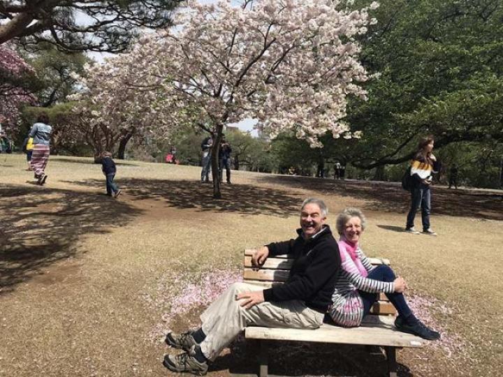 ■來自英國的退休長者,鬼馬地坐在木椅上擺Pose拍照。 作者提供圖片■八重櫻是泛指花瓣枚數五枚以上的品種,花色粉紅濃度較高,花形也較大。 作者提供圖片 ■來自英國的退休長者,鬼馬地坐在木椅上擺Pose拍照。 作者提供圖片■八重櫻是泛指花瓣枚數五枚以上的品種,花色粉紅濃度較高,花形也較大。 作者提供圖片