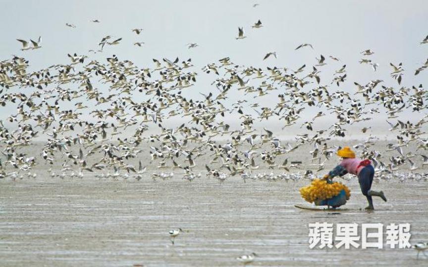 ■有觀鳥會成員拍攝到「花魚婆」疑潛入泥灘偷捕彈塗魚，令過千雀鳥受驚拍翼飛起。Mon wong/香港觀鳥會提供圖片■彈塗魚活躍於米埔及后海灣一帶泥灘，吸引了一批內地人來港偷捕。Johnson Chung/香港觀鳥會提供圖片■今年2月一個下午的退潮時間，有觀鳥會成員影到多人闖入米埔泥灘非法捕魚。謝偉麟/香港觀鳥會提供圖片■瀕危的黑臉琵鷺亦會捕食彈塗魚。資料圖片吳志森