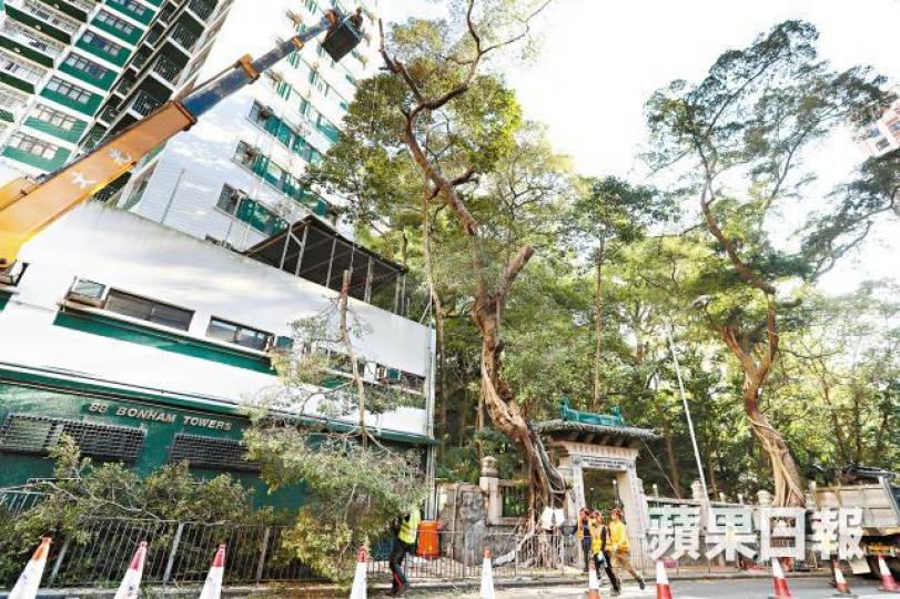 ■地署早前急斬般咸道兩棵老榕樹,遭外間批評。■鄧銘澤(左)及梁永強指地署樹木報告有多處出錯。 ■地署早前急斬般咸道兩棵老榕樹,遭外間批評。■鄧銘澤(左)及梁永強指地署樹木報告有多處出錯。