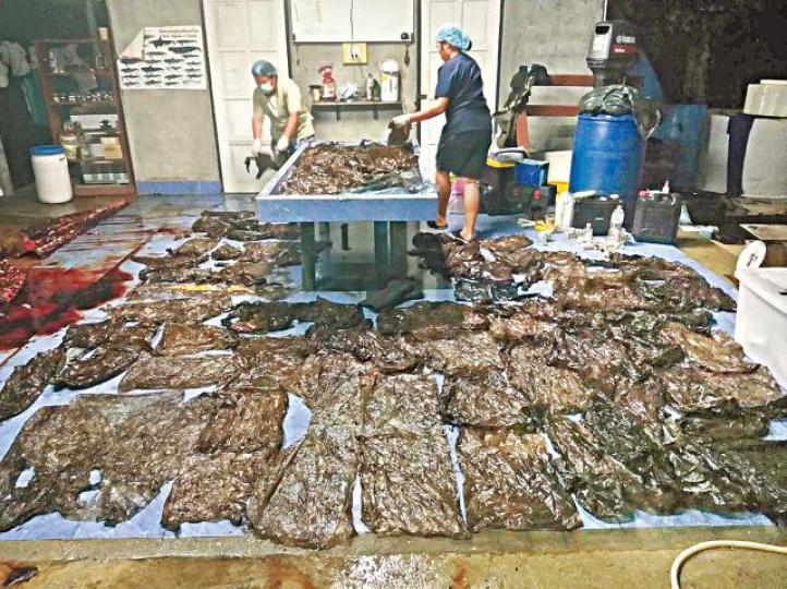 ■領航鯨被解剖後發現體內有80個膠袋。路透社 ■領航鯨被解剖後發現體內有80個膠袋。路透社