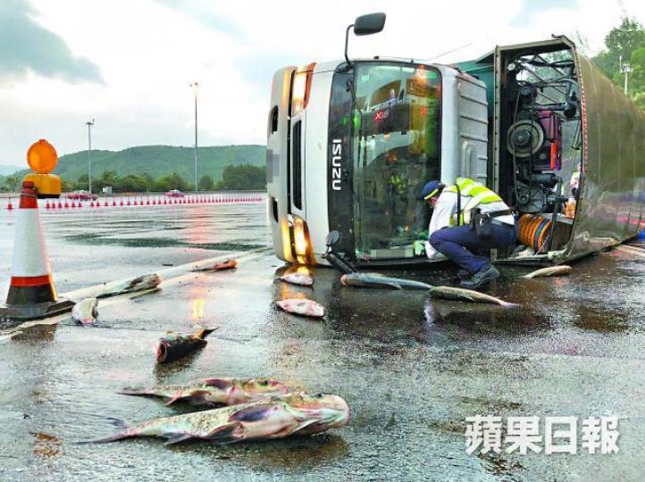■運魚車在青嶼幹線失控翻側,鮮魚散落一地。黃江奇攝 ■運魚車在青嶼幹線失控翻側,鮮魚散落一地。黃江奇攝