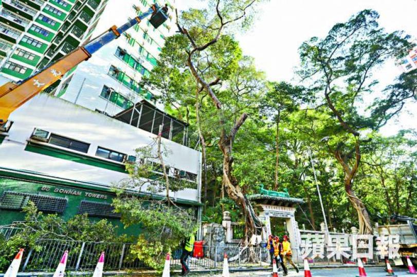 ■港大鄧志昂樓前兩棵老樹上月遭政府斬去。劉燕卿 ■港大鄧志昂樓前兩棵老樹上月遭政府斬去。劉燕卿