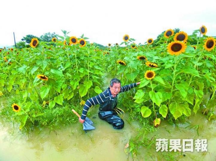 ■元朗水浸嚴重,大批太陽花被浸壞,農民嘆損失慘重。胡恩宏攝 ■元朗水浸嚴重,大批太陽花被浸壞,農民嘆損失慘重。胡恩宏攝