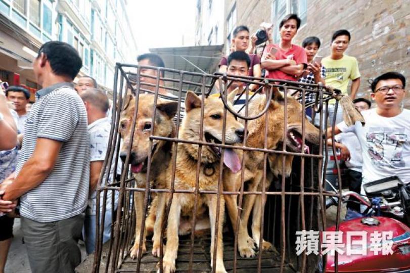 ■廣西玉林無視輿論炮轟每年舉辦狗肉節,令大量狗隻無辜被殺。資料圖片 ■廣西玉林無視輿論炮轟每年舉辦狗肉節,令大量狗隻無辜被殺。資料圖片