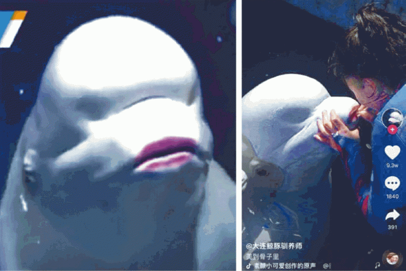 ■女馴養師為白鯨搽唇膏,並將片段放上網,掀起爭議。 ■女馴養師為白鯨搽唇膏,並將片段放上網,掀起爭議。