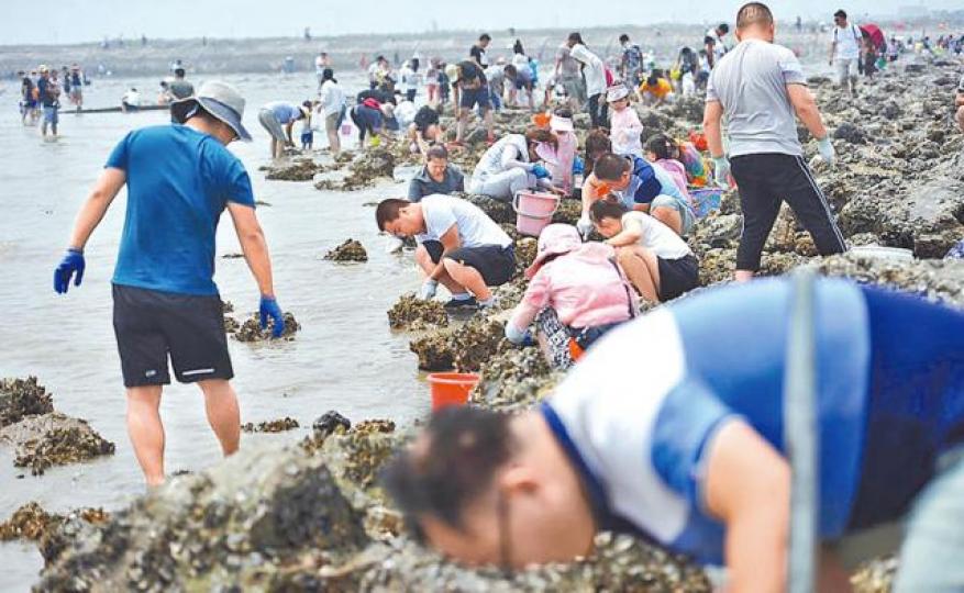 ■大批市民在海邊狂挖海鮮。 ■大批市民在海邊狂挖海鮮。