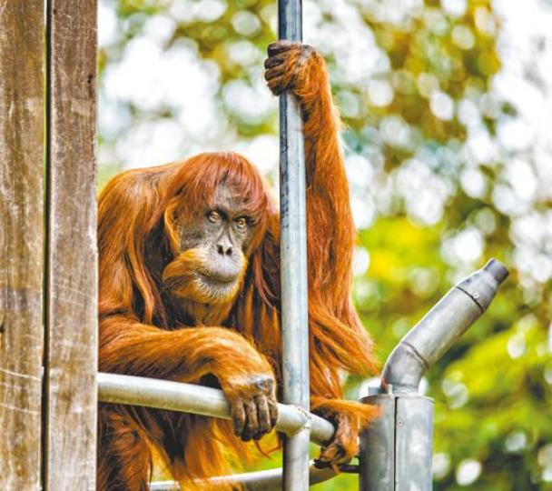 ■普安大半生住在珀斯動物園。 ■普安大半生住在珀斯動物園。