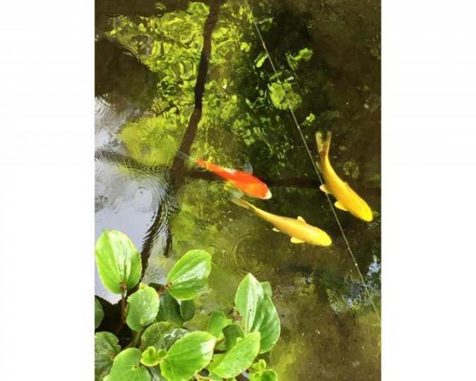 ■子非魚,安知魚之樂。作者提供圖片 ■子非魚,安知魚之樂。作者提供圖片