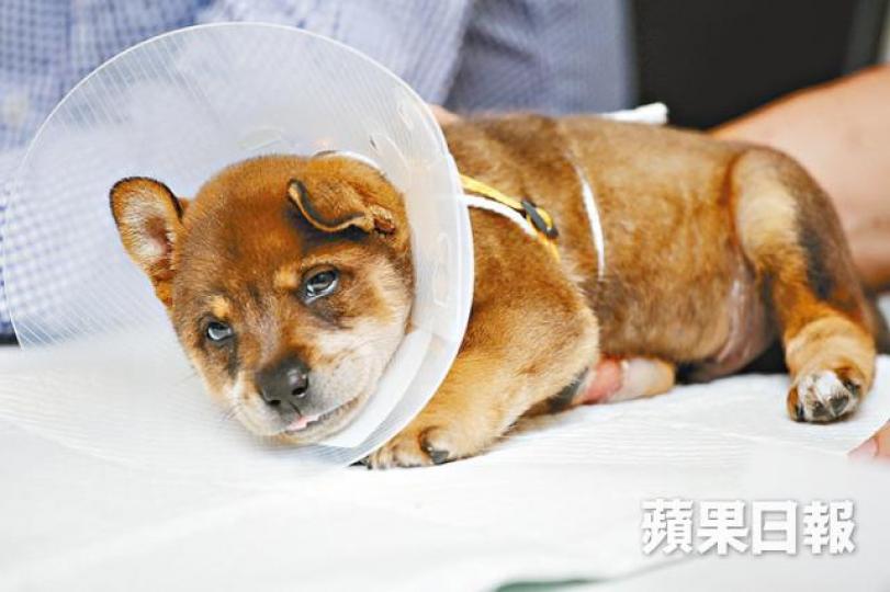 ■「毛孩守護者」每日都會接到4至8個動物受傷求助個案,但只夠人手處理1至2宗。黃耀興攝 ■「毛孩守護者」每日都會接到4至8個動物受傷求助個案,但只夠人手處理1至2宗。黃耀興攝