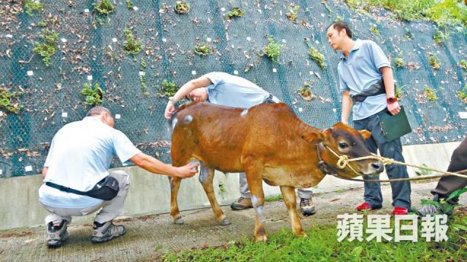 【噴藥止血】■漁護署人員觀察小牛傷勢後,為牠的傷口噴上藥劑止血。簡明恩攝【虎視眈眈】【咬住唔放】■噬咬小牛的狗隻「黑仔」嘴角留有血迹。 【噴藥止血】■漁護署人員觀察小牛傷勢後,為牠的傷口噴上藥劑止血。簡明恩攝【虎視眈眈】【咬住唔放】■噬咬小牛的狗隻「黑仔」嘴角留有血迹。