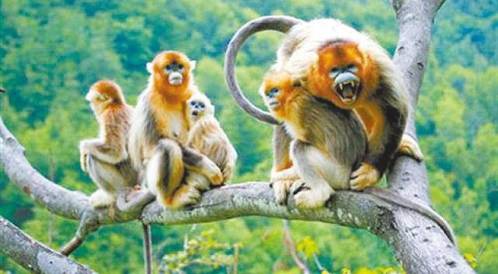 ■梵淨山是黔金絲猴的唯一棲息地。 ■梵淨山是黔金絲猴的唯一棲息地。