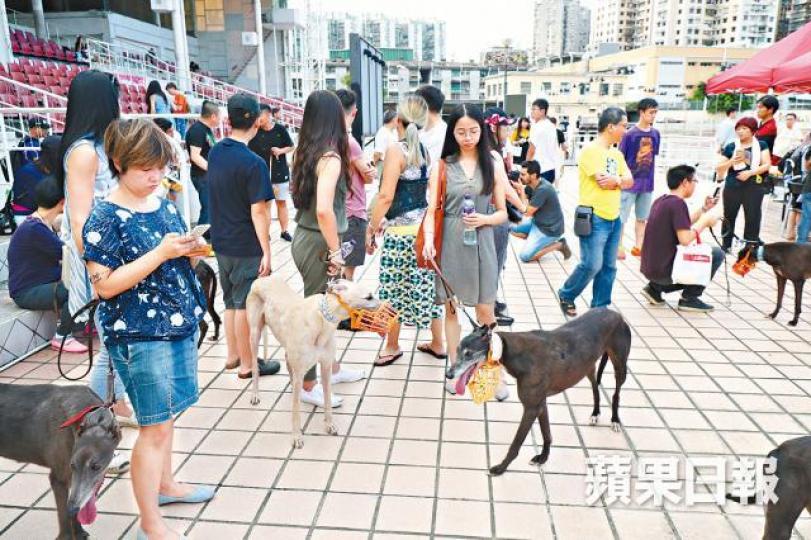 ■澳門逸園賽狗場將結業,早前舉辦領養日盼助狗場的格力犬尋找新主人。 ■澳門逸園賽狗場將結業,早前舉辦領養日盼助狗場的格力犬尋找新主人。