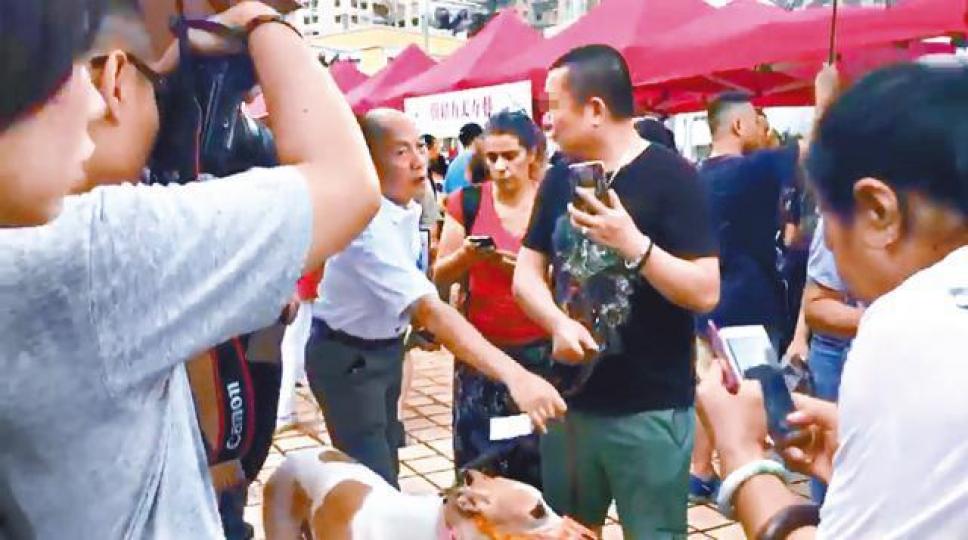 ■有網民發佈影片,指有疑似內地人在領養日欲擅自帶走未絕育格力犬。互聯網■內地賣狗網站「淘狗網」有不少格力犬出售,每隻2,000元人民幣。互聯網 ■有網民發佈影片,指有疑似內地人在領養日欲擅自帶走未絕育格力犬。互聯網■內地賣狗網站「淘狗網」有不少格力犬出售,每隻2,000元人民幣。互聯網
