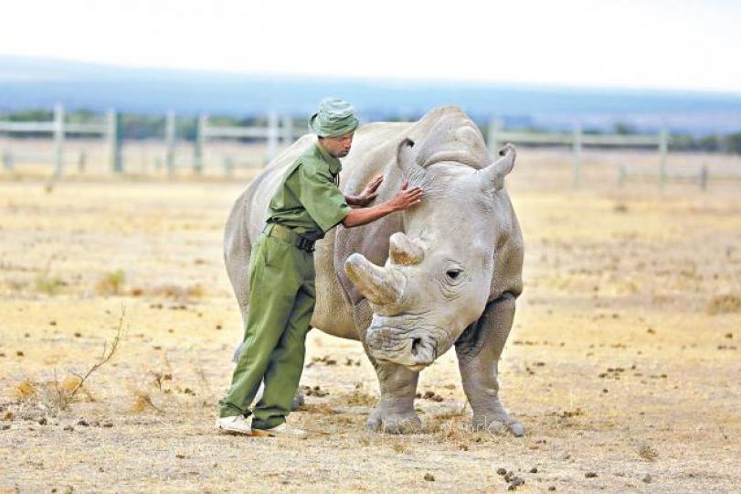 ■雌性北白犀牛「法圖」現時在肯雅的保育區生活。美聯社 ■雌性北白犀牛「法圖」現時在肯雅的保育區生活。美聯社